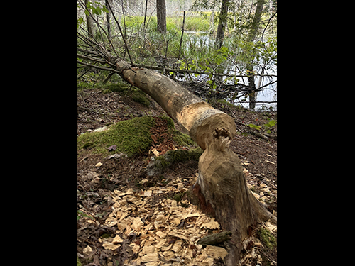 Karens Woods 10