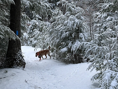 Karens Woods 4