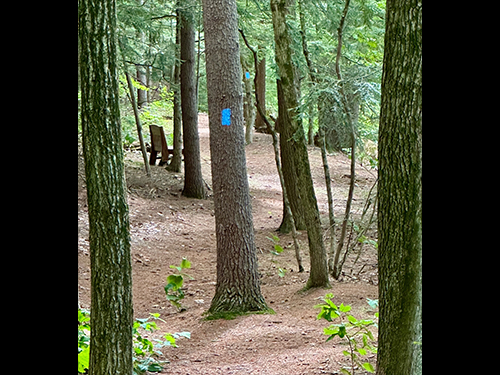 Tyler Landing Trail Woods